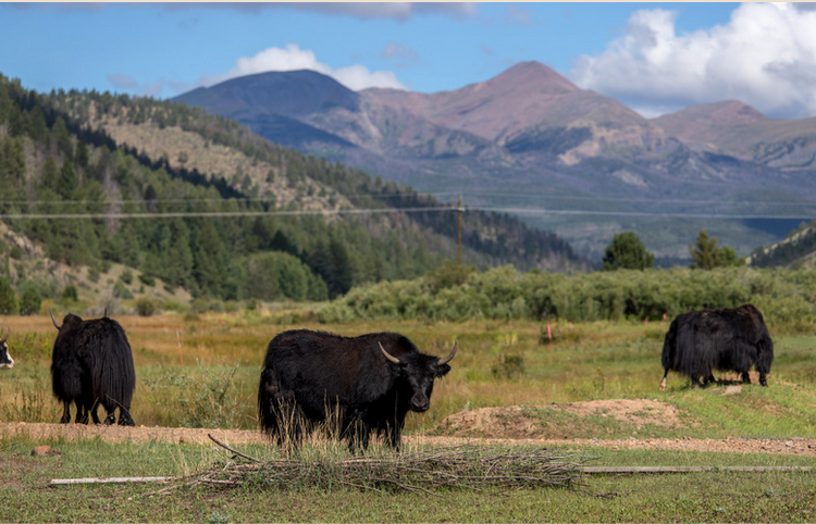 Colorado Ranch View